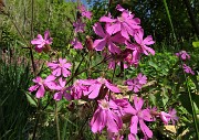 32 Fiori di silene dioica